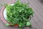 Cilantro Slow Bolt (Split) - Image 4