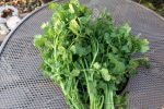 Cilantro Slow Bolt (Split)