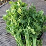 Cilantro Slow Bolt (Split)