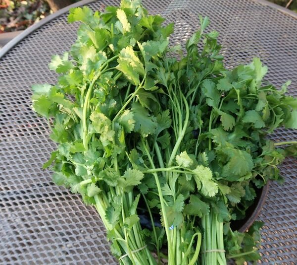 Cilantro Slow Bolt (Split)