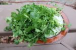 Cilantro Slow Bolt (Split) - Image 3
