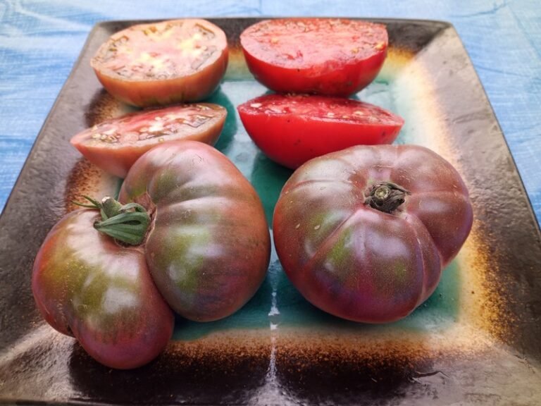 My Top 10 Breeders Tomatoes By Bounty Hunter Seeds!