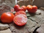 Dwarf Hannah's Prize Tomatoes