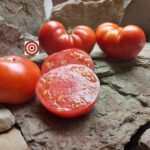 Dwarf Hannah's Prize Tomatoes