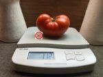 Dwarf Hannah's Prize Tomato