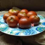 Dwarf Kangaroo Paw Brown Tomato