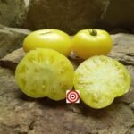 Dwarf Moliagul Moon Tomato