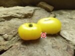 Dwarf Moliagul Moon Tomato Seeds