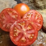 EARLY GIRL RED TOMATO F2