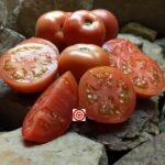 Eva St Wendell Tomato