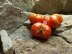 Flat Rose Beefsteak Tomato
