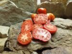 Flat Rose Red Tomato