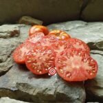 Flat Rose Tomato