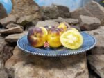 Fuzzy Blue Balls Tomato Bi Colored Tomatoes.