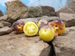 Fuzzy Blue Balls Tomato Seeds.