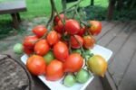 GERANIUM KISS RED TOMATOES
