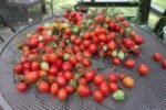 GERANIUM KISS SALAD TOMATOES
