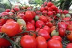 GERANIUM KISS TOMATOES