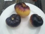 GREAT WHITE X P20 BICOLORED SLICING TOMATOES