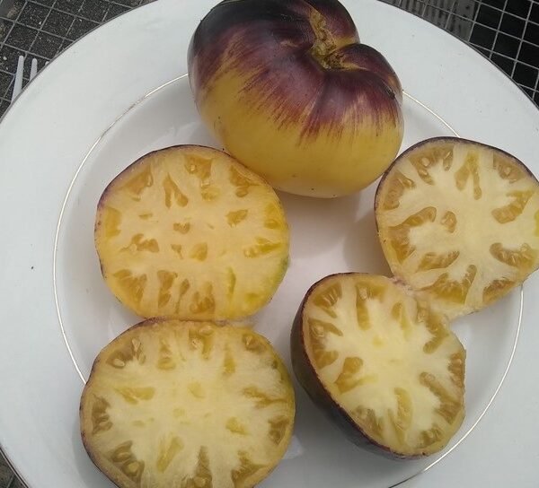 Great White x P20 Tomato