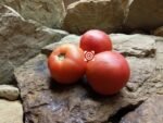 General Lee Tomato