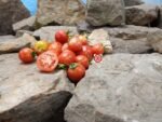 Geranium Kiss Tomato.