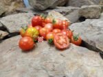 Geranium Kiss Tomato Dwarf Tomatoes.