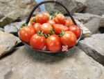 Geranium Kiss Tomato Multiflora Tomatoes.