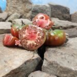 Gigant Kuby Tomato Black Tomatoes.