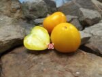 Golden King Of Siberia Tomato