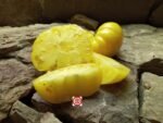 Golden Monarch Slicing Tomato