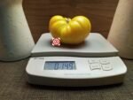 Golden Monarch Tomato