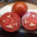 JETSTAR HYBRID MARKET TOMATO