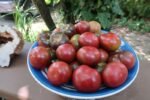 KARMA PURPLE MULTIFLORA KAREN OLIVER TOMATOES