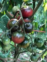 KARMA PURPLE MULTIFLORA TOMATOES
