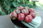 KISS THE SKY BLACK TOMATOES