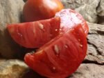 MADAJAR TOMATO
