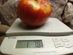 MADAJAR TOMATO 1 POUND PLUS TOMATO
