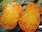 MARIANNA DOOCHOV BEEFSTEAK TOMATO