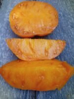 MARIANNA DOOHOV ORANGE TOMATO