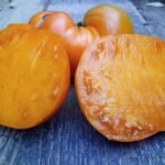 MARIANNA DOOHOV WELL KNOWN BREEDER TOMATOES