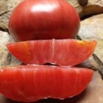 MCMURRAY #1O DAN MCMURRAY TOMATO