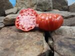 Madajar Tomato Seeds.