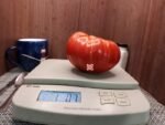 Madajar Tomato