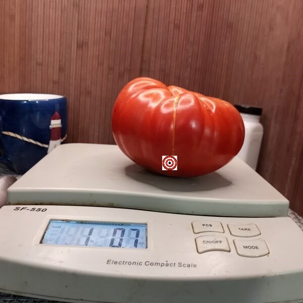 Madajar Tomato