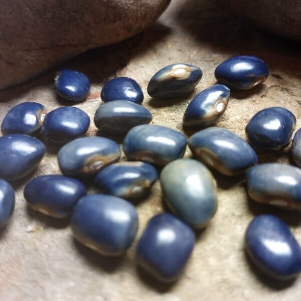 Nonna (Grandmother) Agnes Blue Bean
