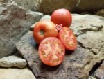 Tomato General Lee Tomato