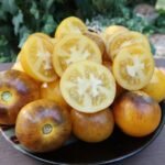 PRIMARY COLORS WELL KNOWN BREEDERS TOMATO