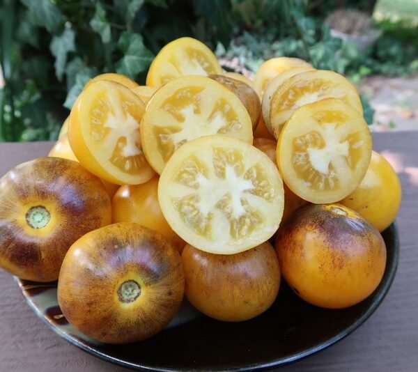 PRIMARY COLORS WELL KNOWN BREEDERS TOMATO