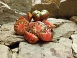 Rare Tomato Elbonian Mudball Tomato